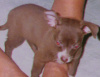 SEBEE BEAR
