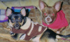 TEBEE & SEBEE